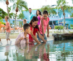 Enjoy aquatic shows, aquarium tanks, even a chance to swim with dolphins at the Miami Seaquarium. Photo courtesy of the Seaquarium