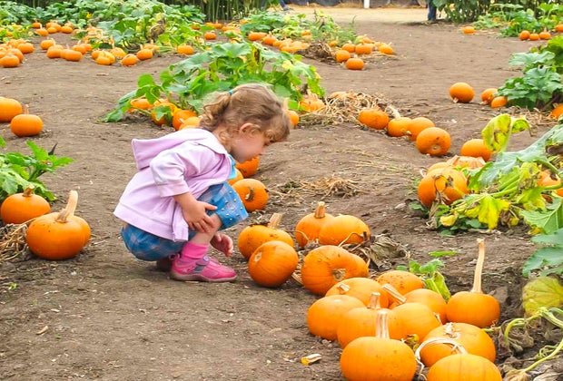 The Best Pumpkin Patches near Los Angeles: Finding the Perfect Pumpkin