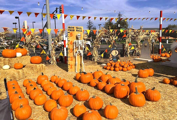 The Best Pumpkin Patches near Los Angeles: Whittier Pumpkin Patch