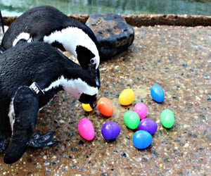 Celebrate Easter at the Long Island Aquarium. Photo courtesy of the aquarium