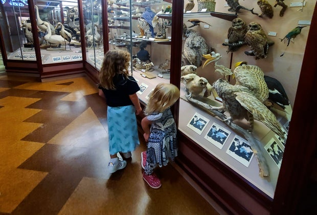 Visiting the Natural History Museum with Kids: Hall of Birds