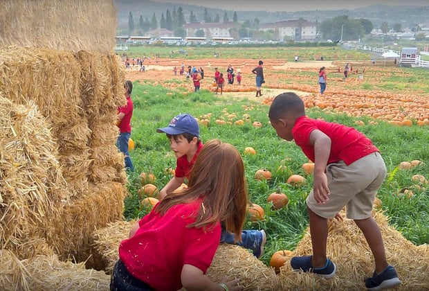 The Best Pumpkin Patches near Los Angeles: Cal Poly Pomona