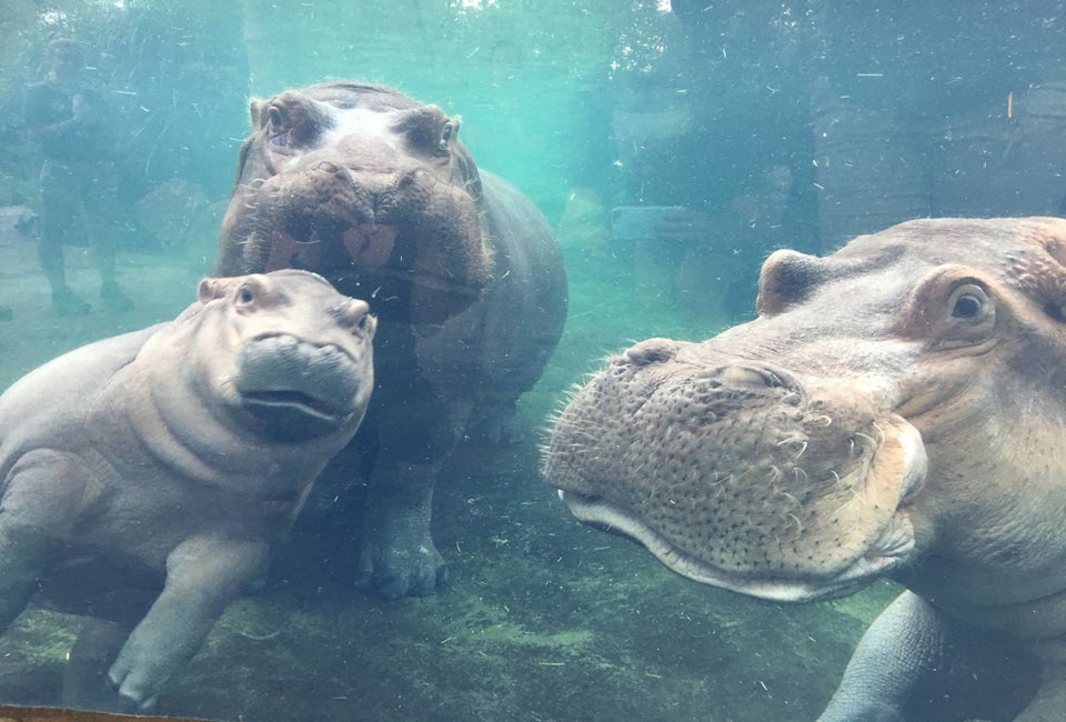 Meet Fiona the famous hippo and her mom and dad at the Cincinnati Zoo. Photo courtesy of the zoo