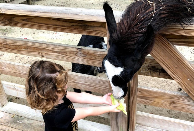 Barnyard Buddies petting zoo. Visiting the Central Florida Zoo with Kids