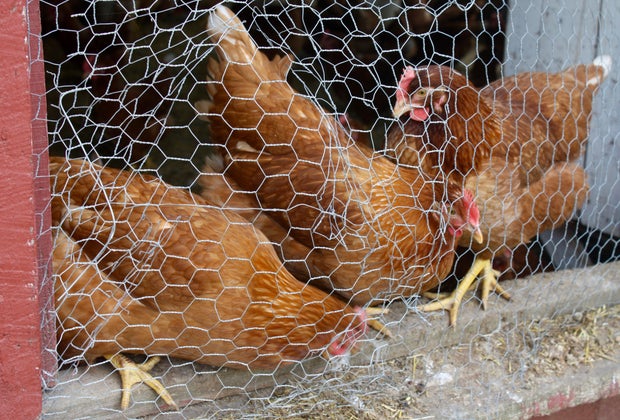 Photo of chickens at Flamig Farm.