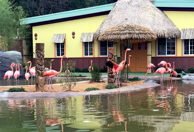 See the gracebul flamingos and more at the Turtle Back Zoo