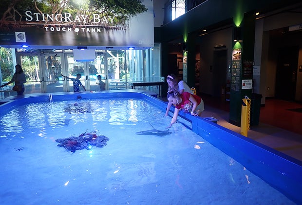 Top Things To Do in Ft. Meyers, Florida: MAG HIstory & Science Center sting ray touch tank.