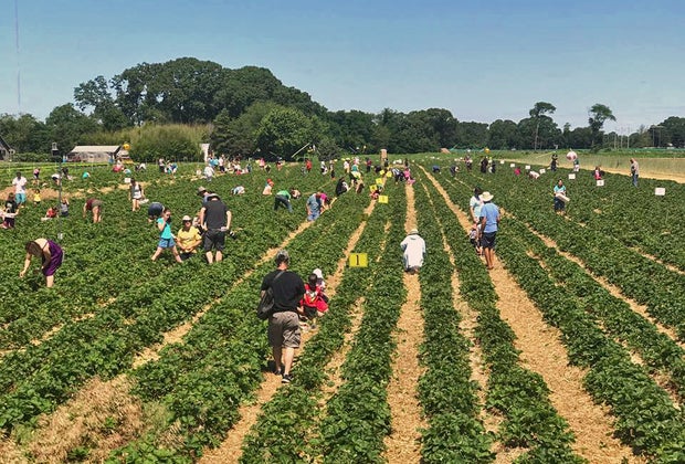 Image of people picking berries at one of the PYO Boston farms.