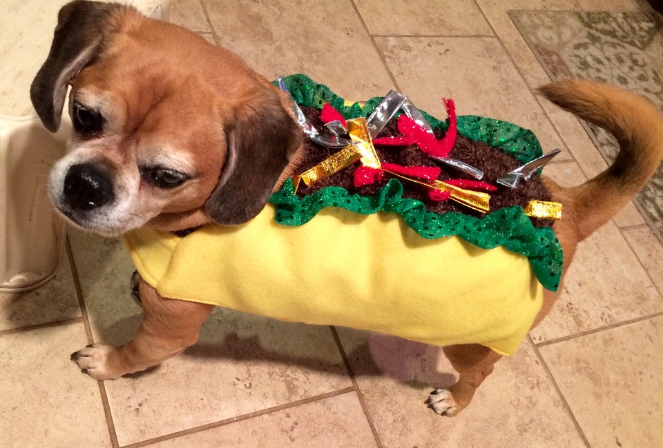 Halloween Events for Long Island Pets