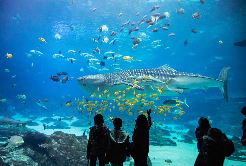 Immerse Yourself in the Georgia Aquarium: A Delight for Kids of all Ages Experience the majesty of the sea at a safe distance.