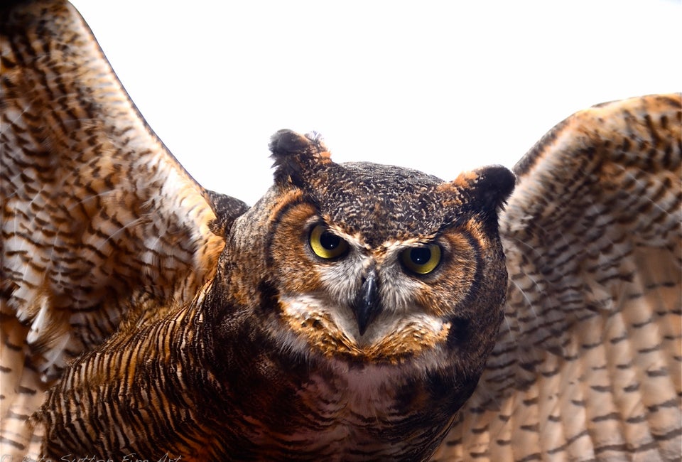 Owl Festival