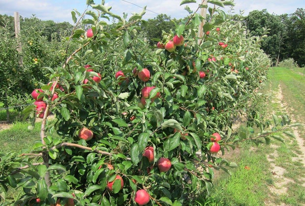 Giamarese Farm offers apple picking from August through Columbus Day