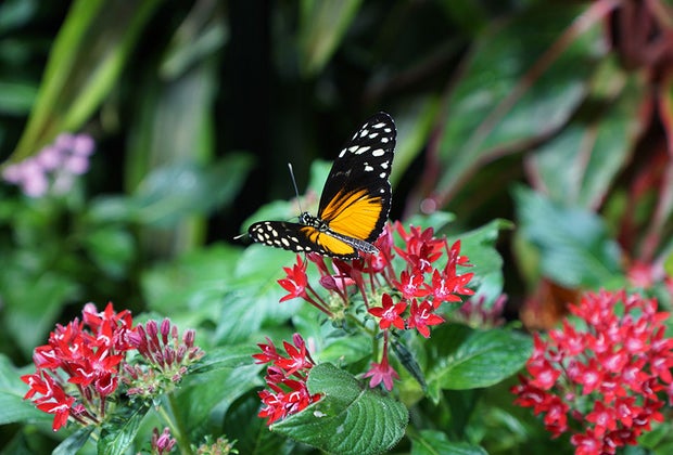 Gilder Center at AMNH: Beautiful butterfly on a leaf