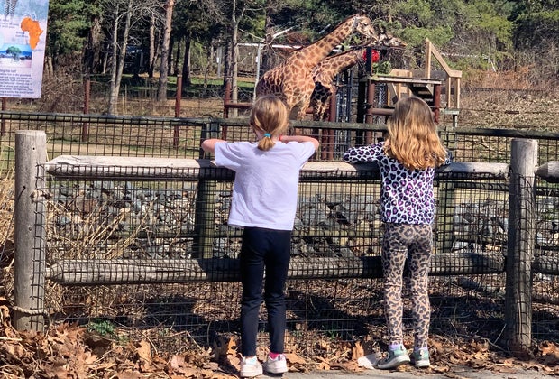 giraffe watching at Franklin Park Zoo