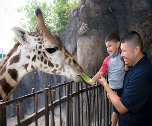 Feeding the giraffes at the Houston Zoo. Photo by Stephanie Adams/courtesy the zoo