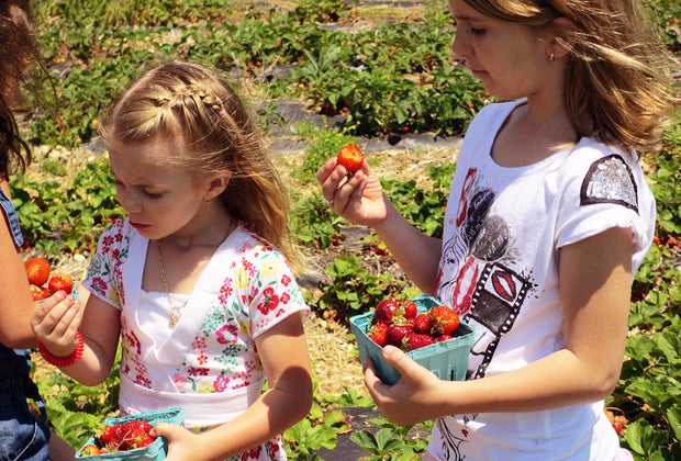 girls picking and eating strawberries in a field