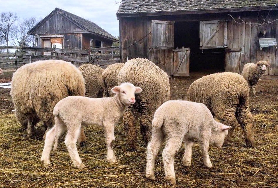 Weekend Funs: Kayak Races, Art Fests, and Sheep; April 27-28 Watch the sheep get a spring haircut. Photo courtesy of Gore Place Sheepshearing Festival