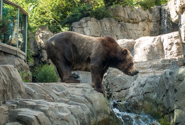 Central Park Zoo: Grizzly bears