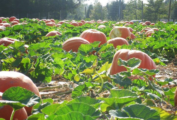 Pumpkin patches near Long Island Hank's Pumpkintown