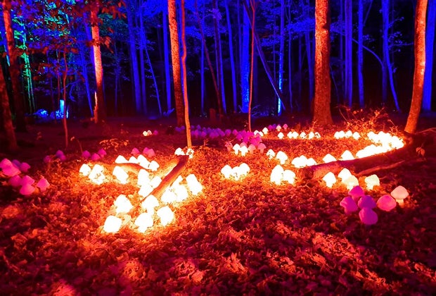 Kid-friendly openings in NYC in 2022: Harry Potter Forbidden Forest Experience