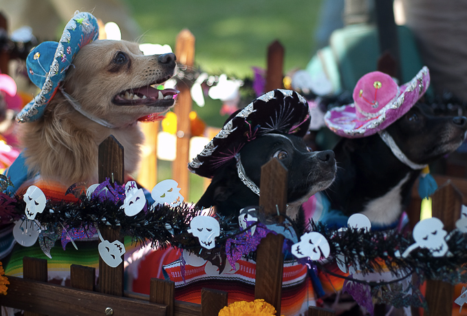Haute Dog Howl'oween Parade