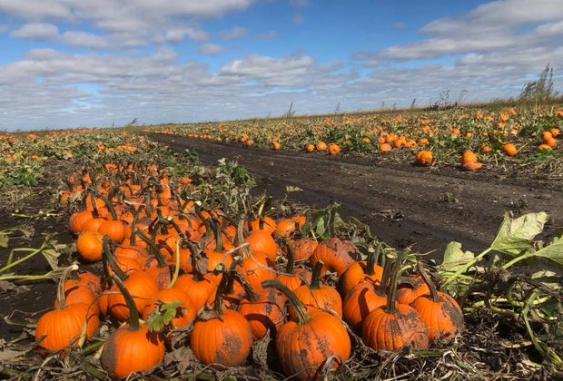 Best Pumpkin Patches Near Chicago