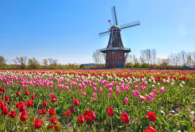 Tulip Festival and More Things to Do in Holland, MI with Kids Status message