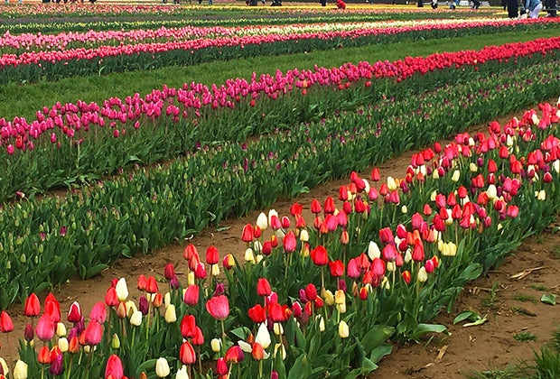 Holland Ridge Farms: Rows of tulips