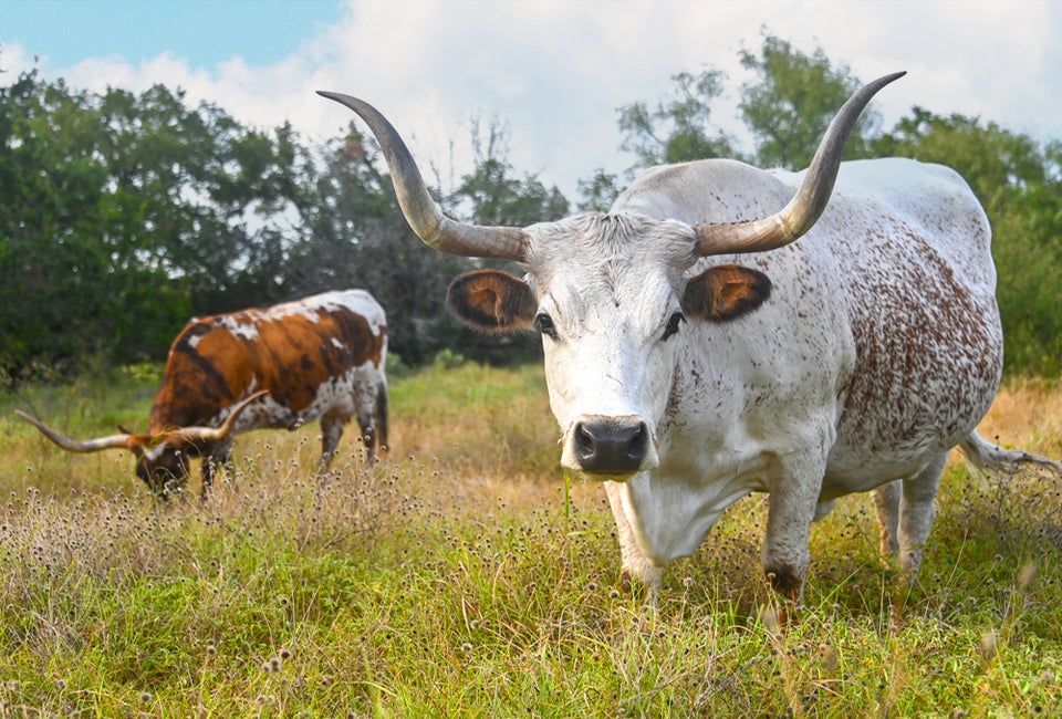 See the prized Texas Longhorn cattle at Lyndon B. Johnson Historical Park. Photo courtesy of the park.