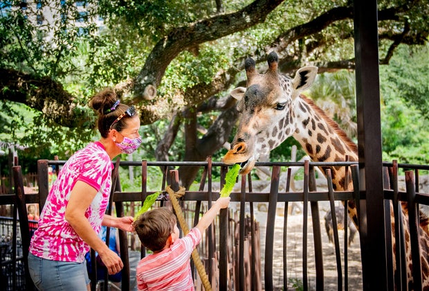 Houston Zoo feeding giraffes