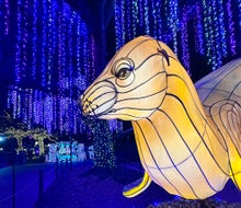 Head to the Houston Zoo for a fun outing this Christmas break. Photo courtesy of the zoo