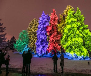 Illuminations: Tree Lights at the Morton Arboretum. Photo courtesy of the Arboretum 