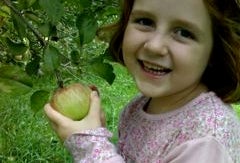 New York Apple Picking and Fall Festivals