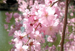 PlayDate 4/5: Be on TV, Kids Club 13, Hanami Season, Shakespeare on the Run, More