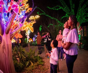 It's the opening weekend of Zoo Lights! Photo courtesy of Houston Zoo