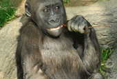 Help Protect Congo Gorillas and the Planet: Celebrate Earth Month at The Bronx Zoo