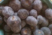 Weekend Events for Kids in New Jersey, June 27-28: Blueberry Festivals, Kids Day, Touch a Truck and More