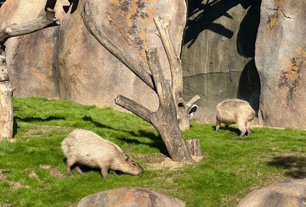 Capybara in Elephant Valley at the San Diego Zoo Safari Park