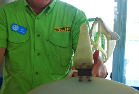 Clearwater Marine Aquarium: See Winter from the Dolphin Tale Movie