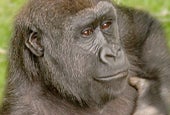 Celebrate Congo Gorilla Forest's 10 Year Anniversary at the Bronx Zoo
