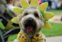 Fun & Free Events This Weekend for LA Kids: Woofstock, Kites & Give-away! Mar 10 - 11