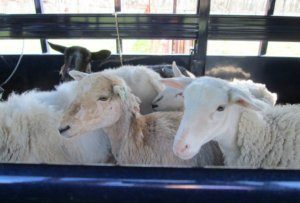 Long Island Kids' Activities May 17 & 18: Long Island Fleece & Fiber Fair, Kids Fest Bowling, Bagels & Blue Whales and More