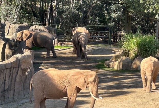 Elephants at Elephant Valley at San Diego Zoo Safari Park