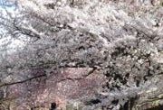 Mostly Free & Fun Things To Do With NJ Kids This Weekend April 12-13: Easter Train, Egg Hunt, Cherry Blossom Festival & More!