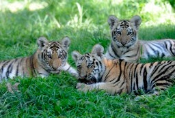News: Cool Art Contests for Kids, New Zoo Babies, Imaginasium Closes for Good