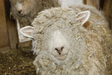 Learning about our world: Sheep Shearing Events and Felt Exhibit