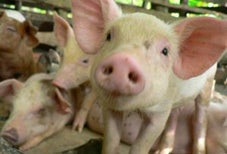 Swine Flu in NYC, Stay at Home Dads, Baby Born on 5th Ave, Secrets of AMNH, Bronx Zoo lays off Bats, Lauds New Baby Lion