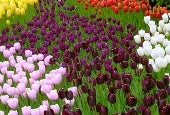 What's Blooming in NYC this Spring: Macy's Flower Show, Cherry Blossoms, Tulips and Daffodils