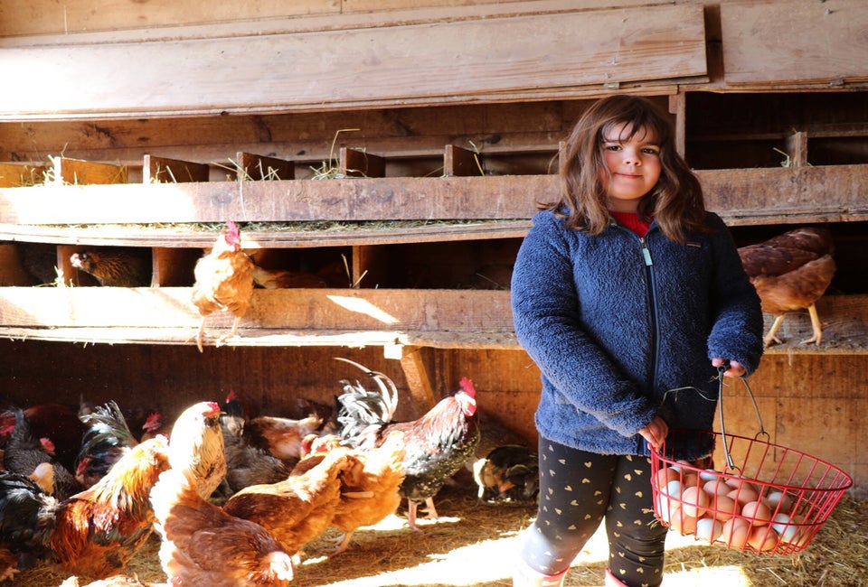 Collect eggs, or just visit with the animals, during your farm stay. Photo by the author