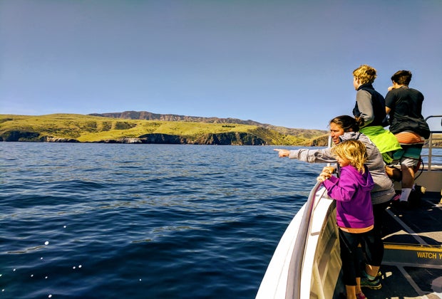 Kayaking California's Channel Islands: Spotting dolphins on the way to the island.
